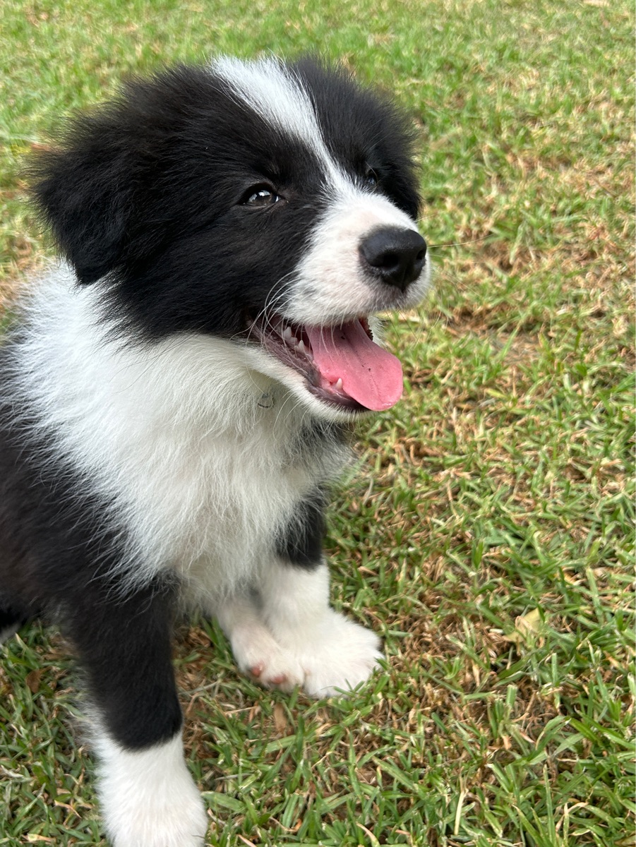 Bondog Little Lovebug (name pending DogsSA)