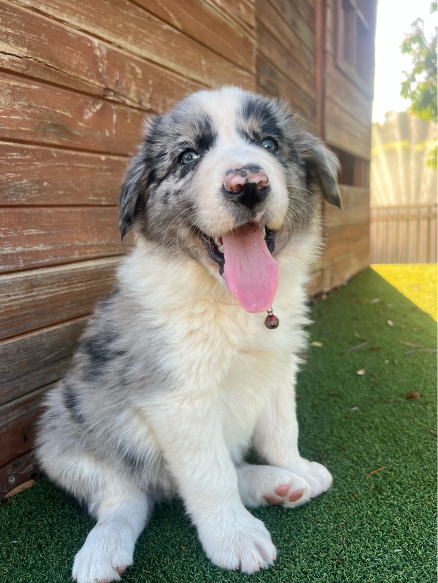 Red boy- border collie