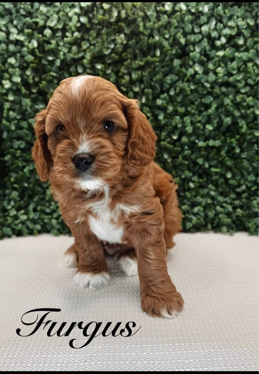 Fergus
