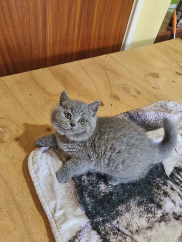 BSH