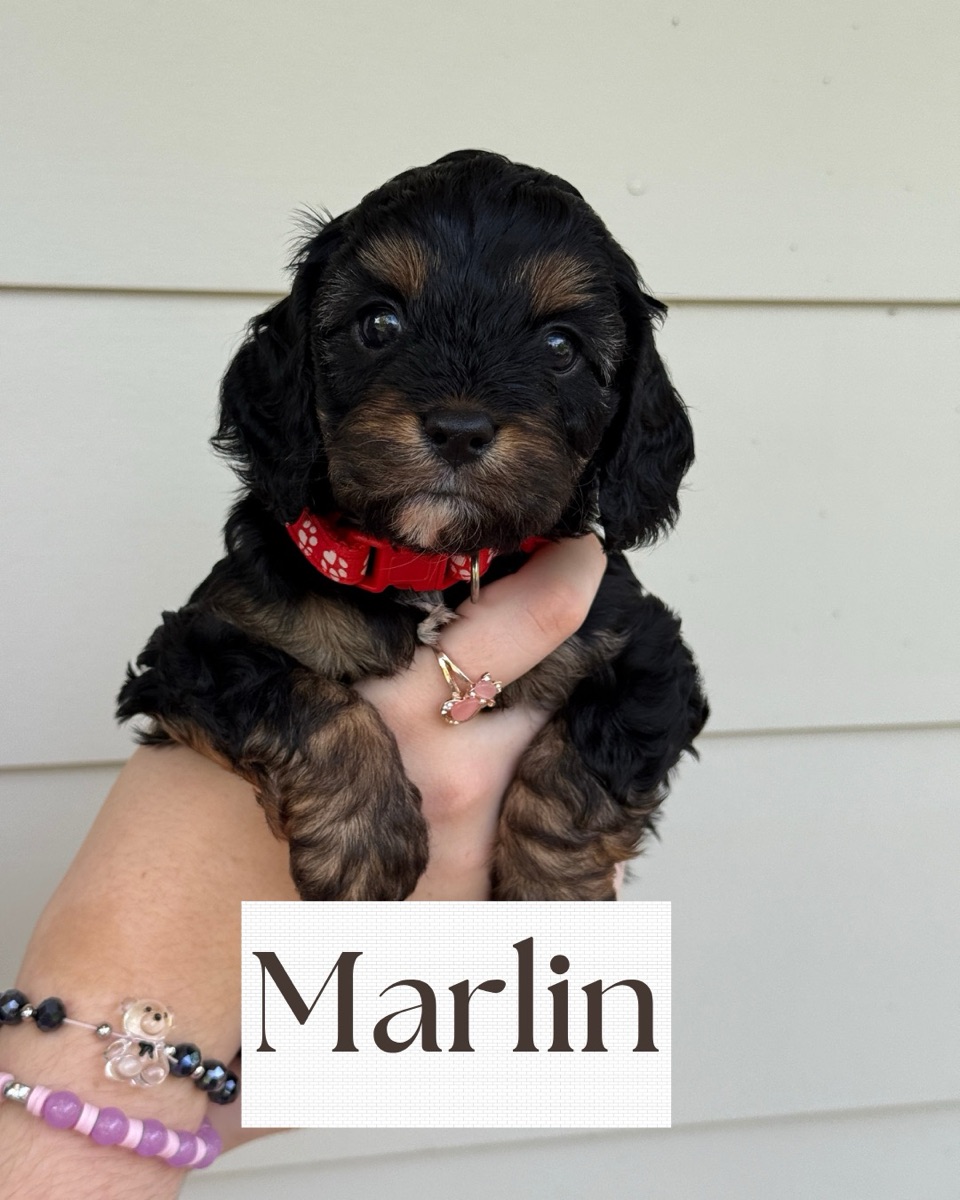 Marlin