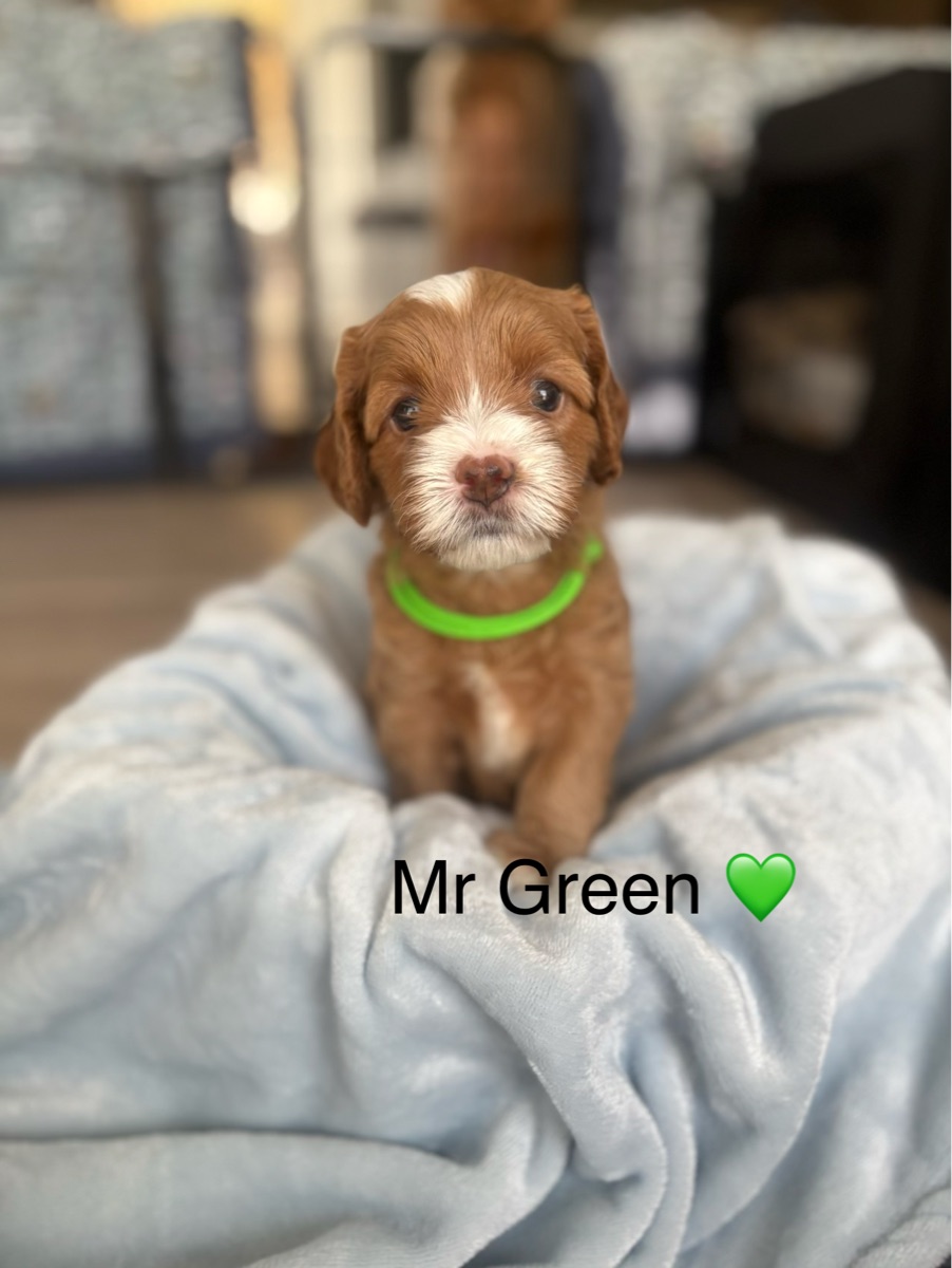 Mr Green