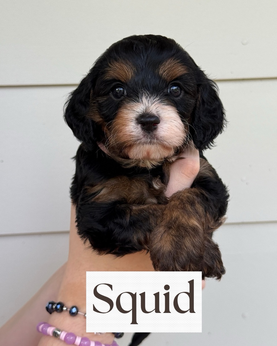Squid