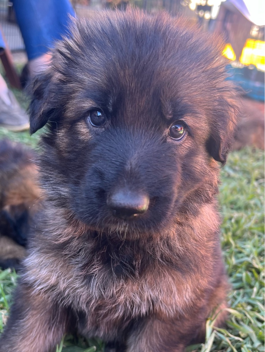 Male Puppy
