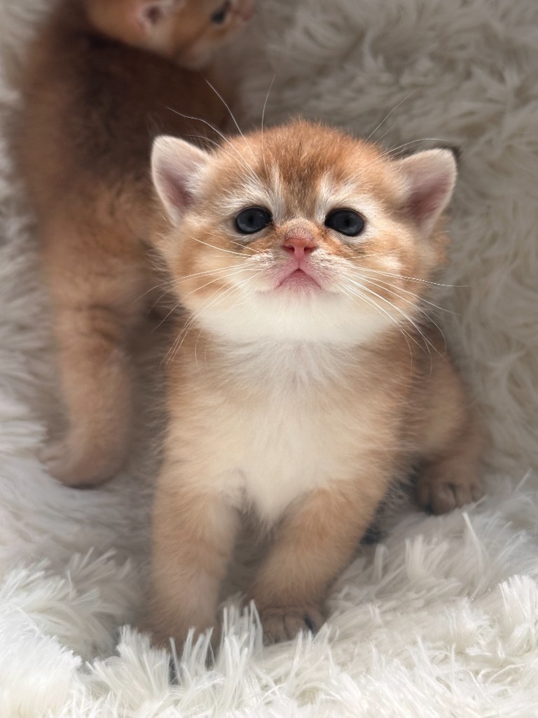 Golden British Shorthair Female Kitten