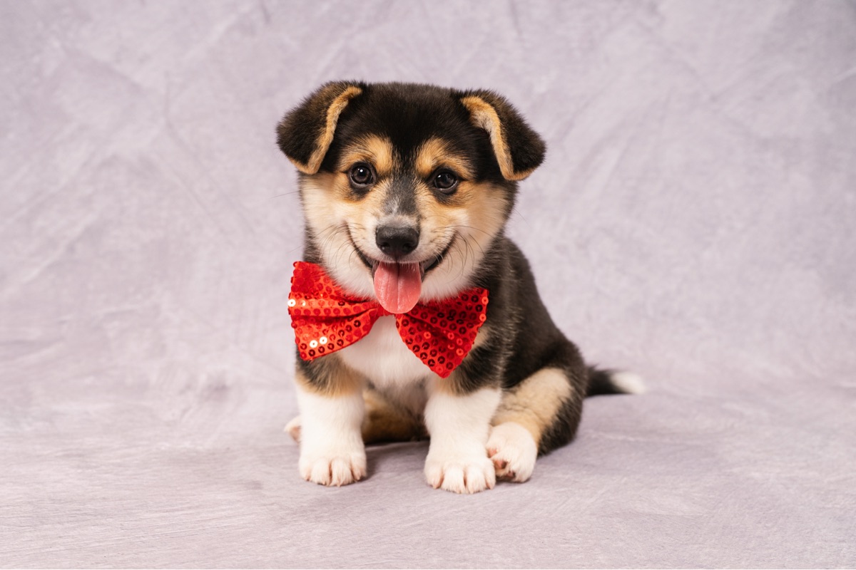 Pembroke Welsh Corgi Puppy