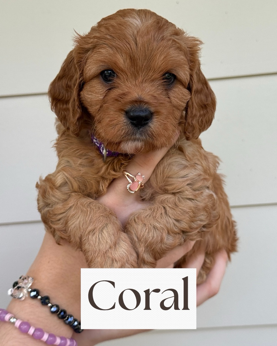 Coral