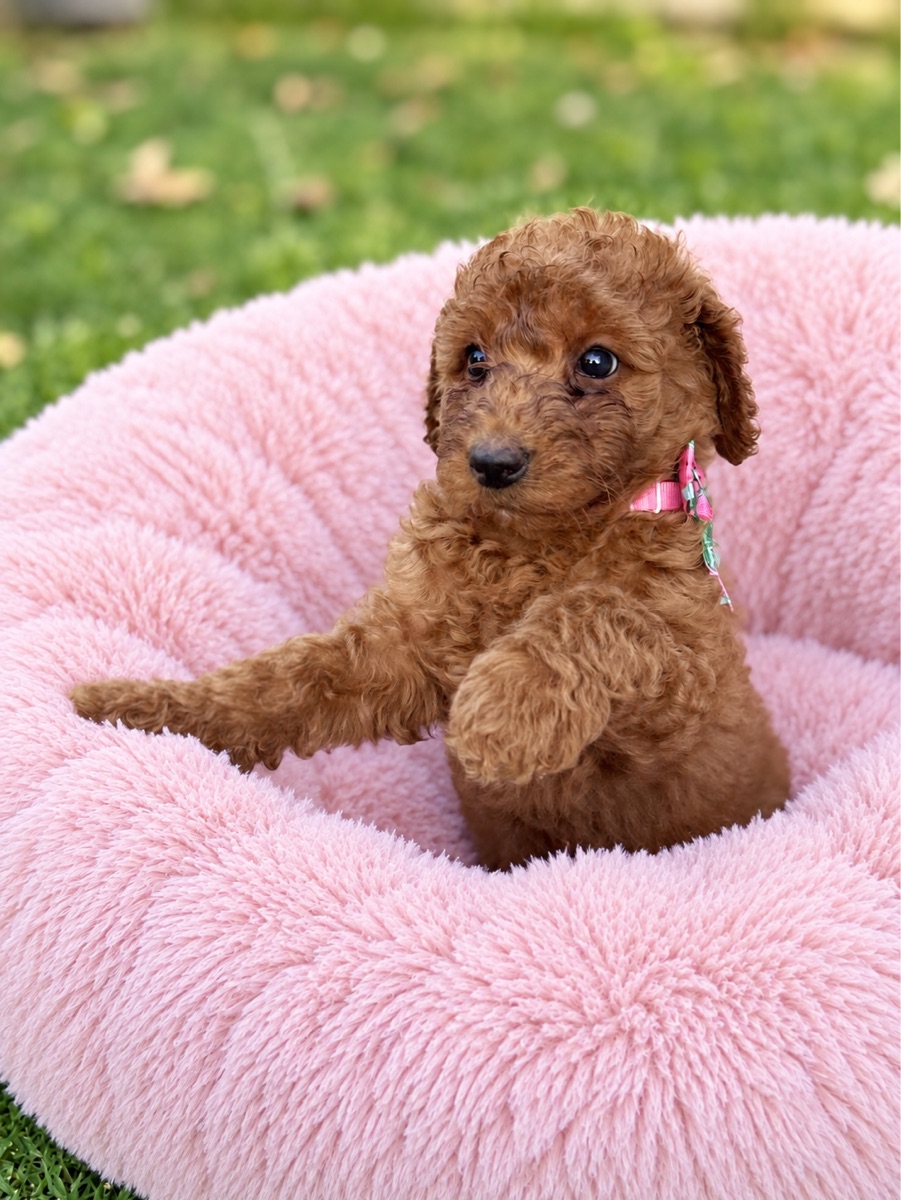 Miss Pinky-Pie