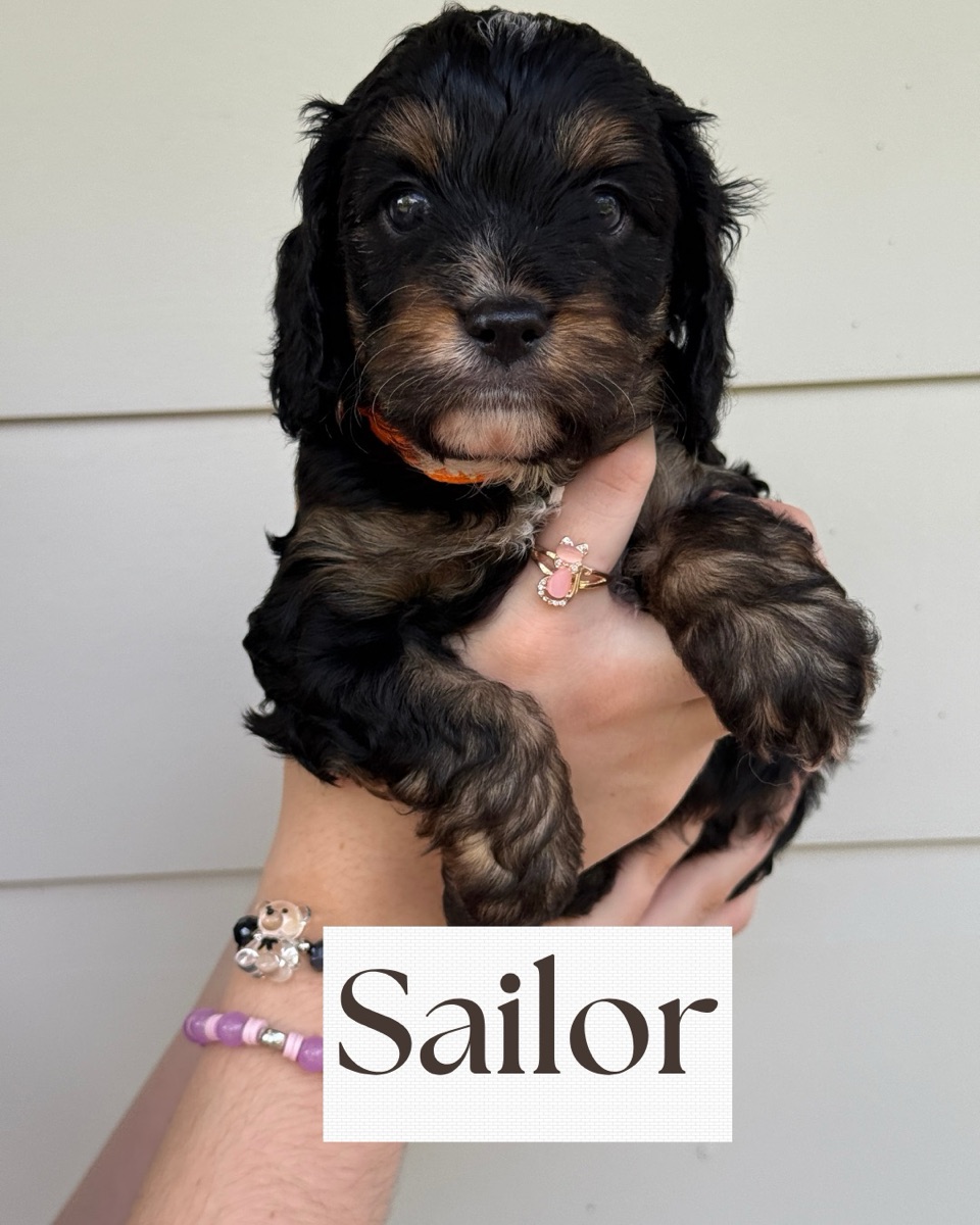 Sailor