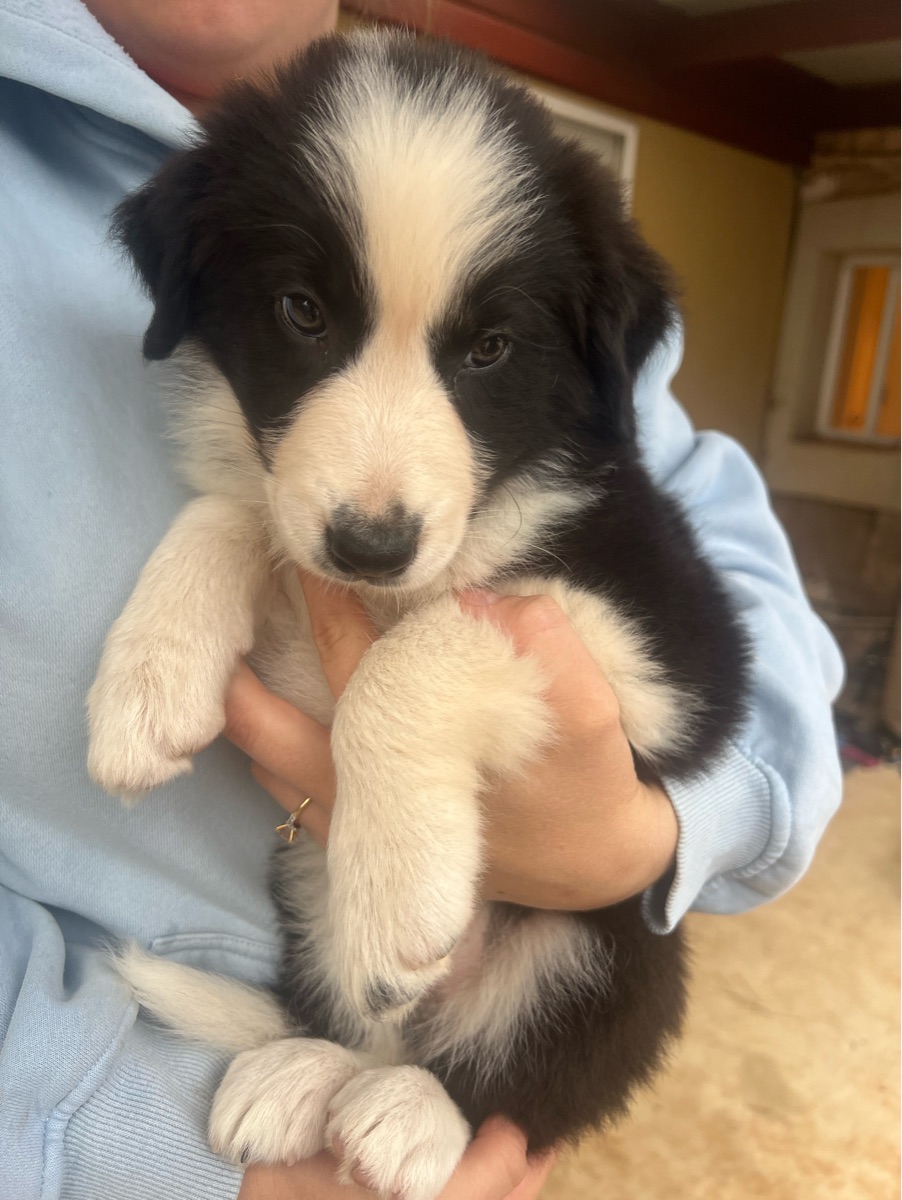 Purple girl- border collie