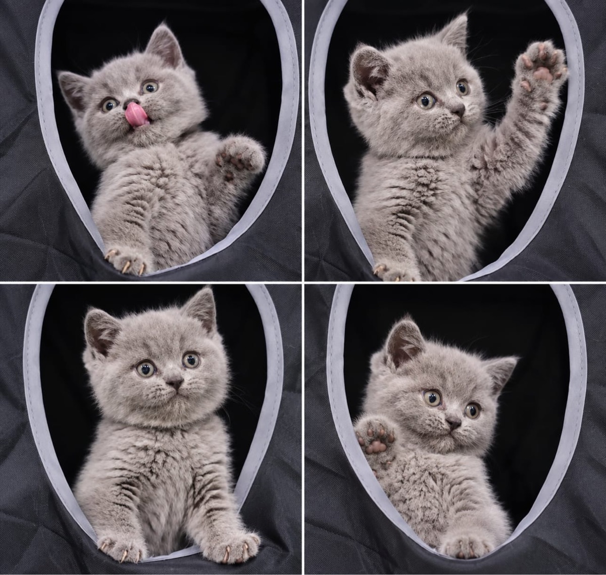 Royal purr