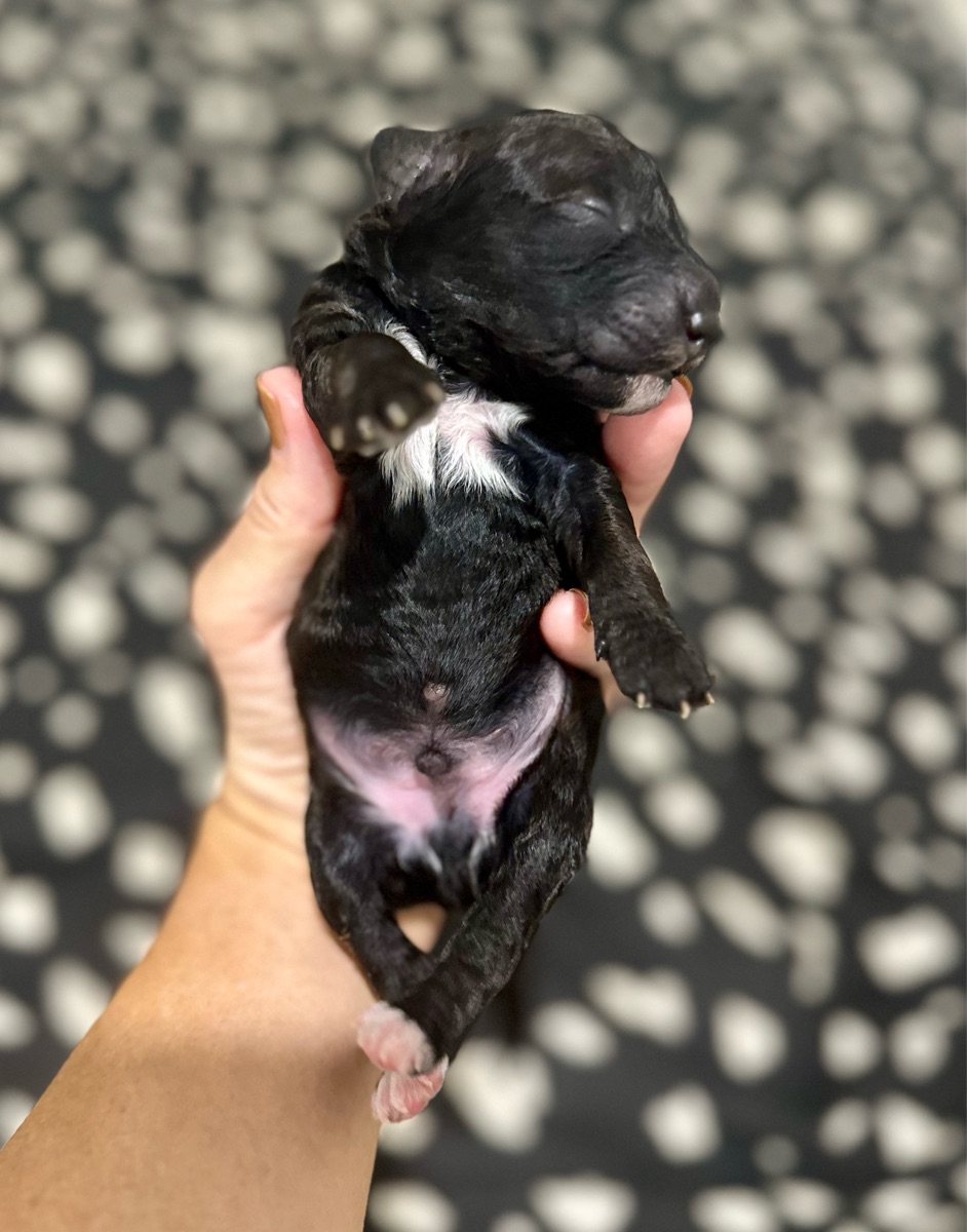 Red Collar Male