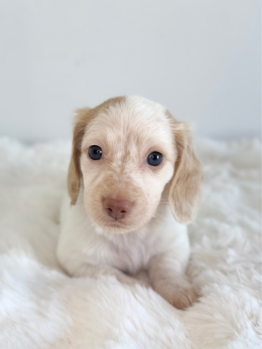 Lola