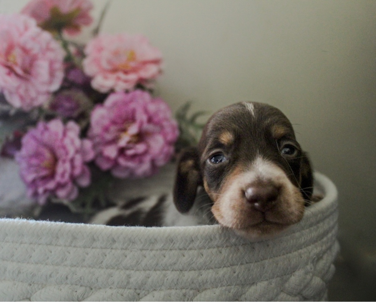 Archie