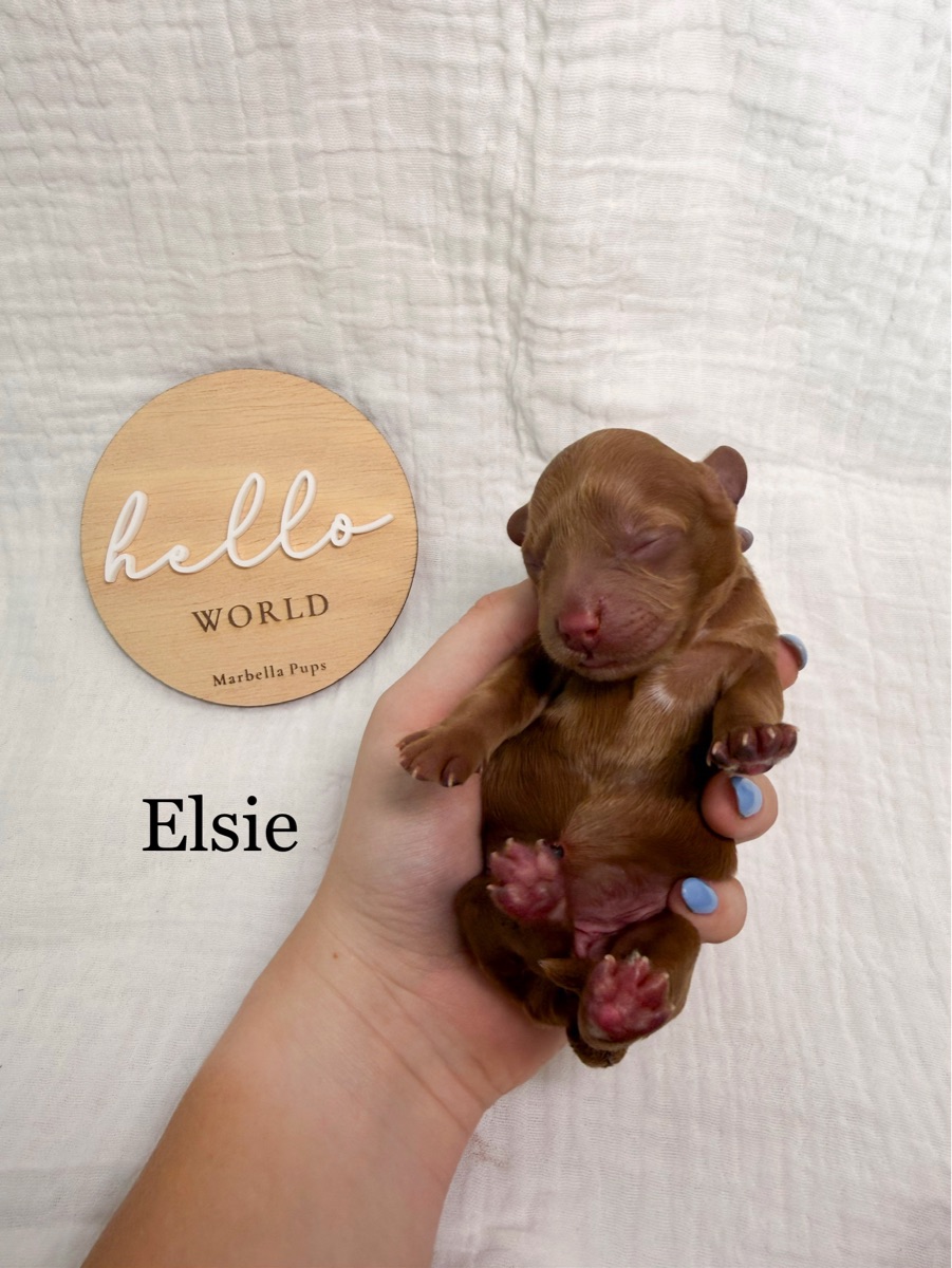 “Elsie”