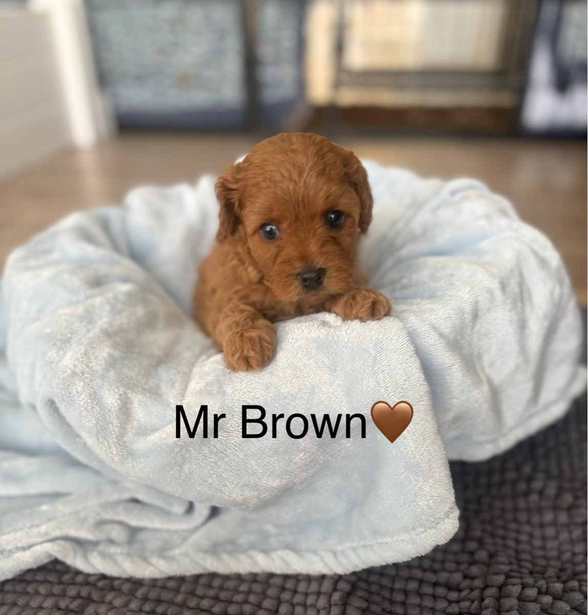 Mr Brown