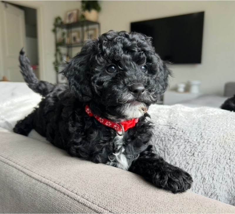 Leni