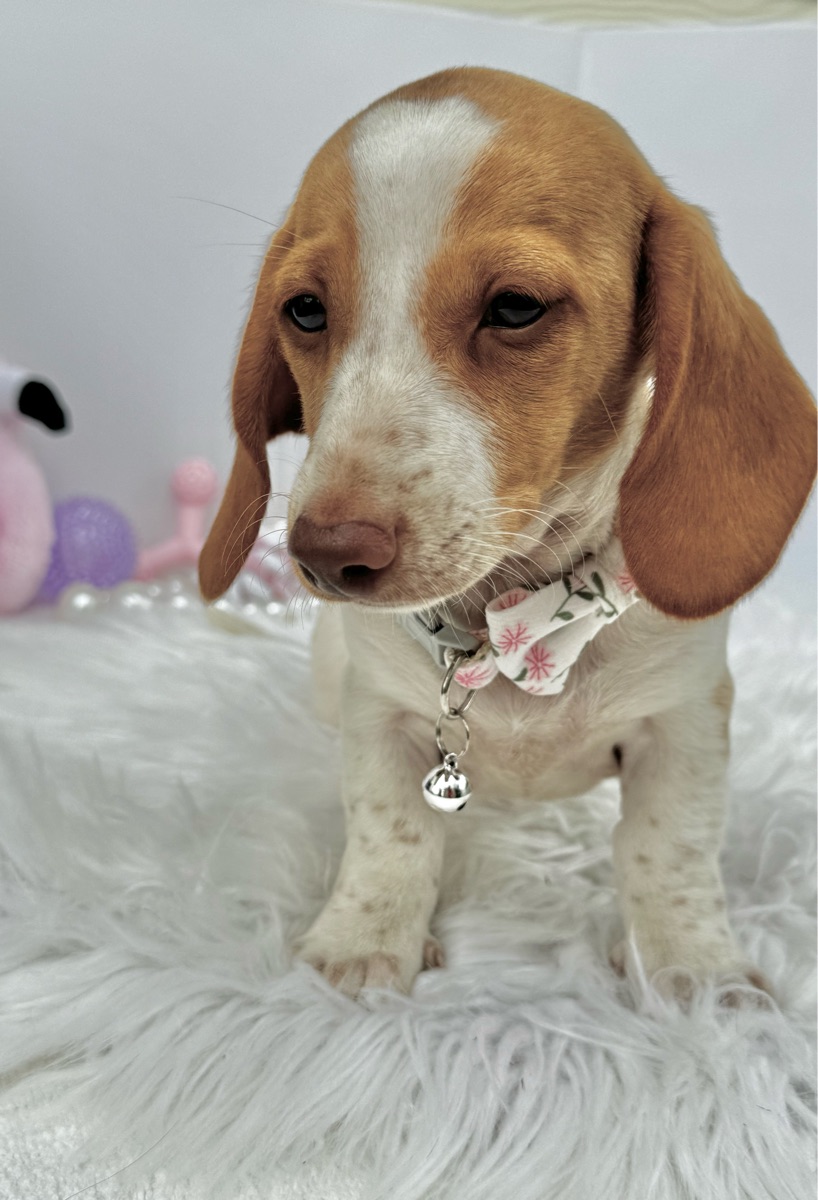 Bella