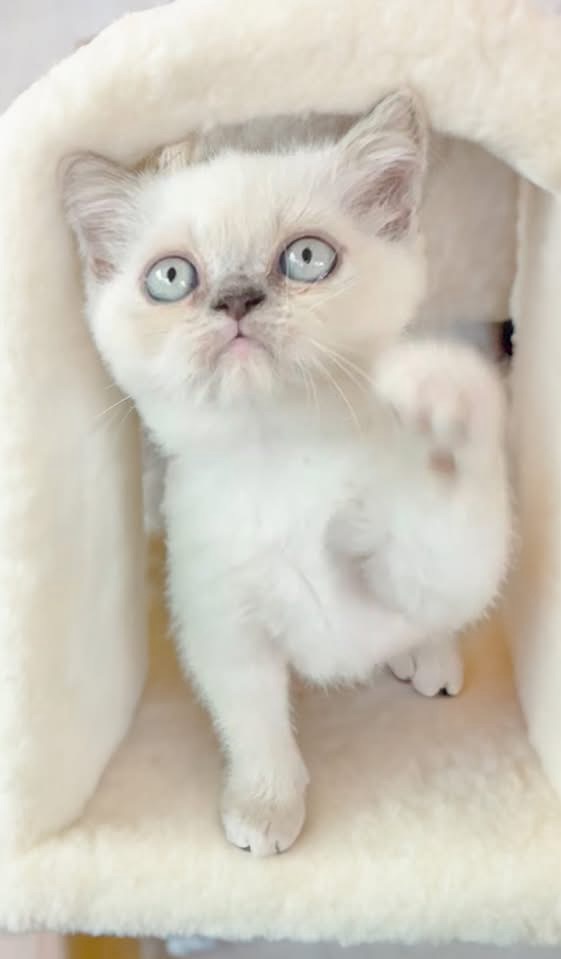 Kitty
