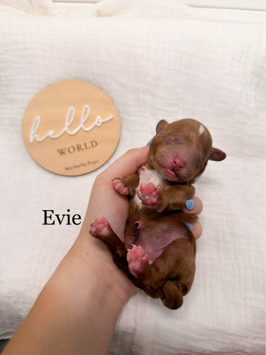 “Evie”