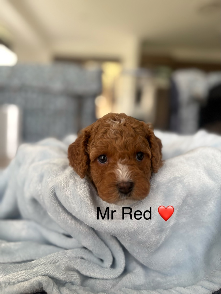 Mr Red
