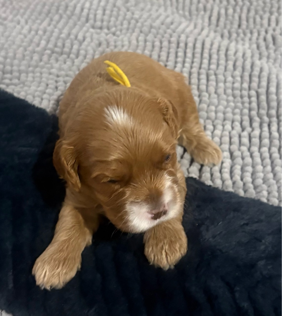 Mr Yellow