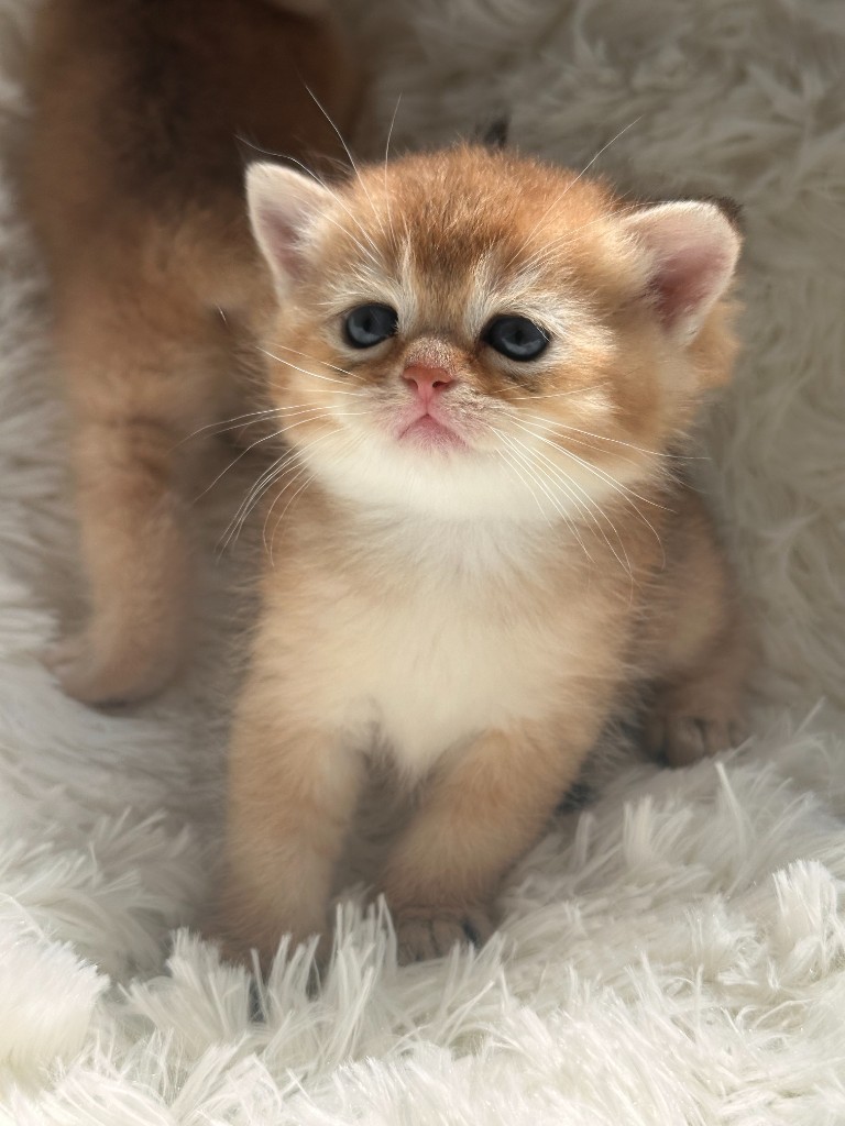 Golden British Shorthair Male Kitten