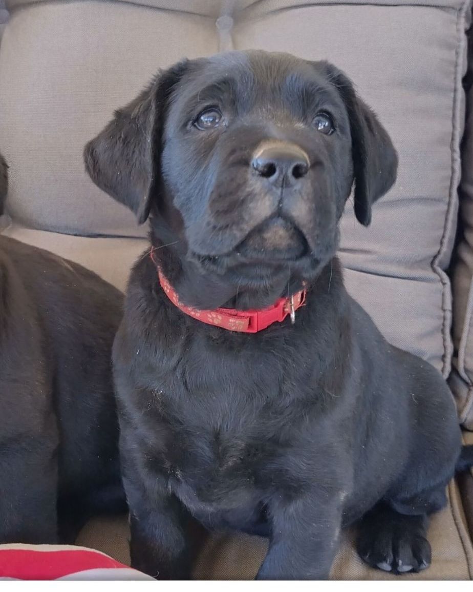 Labradors