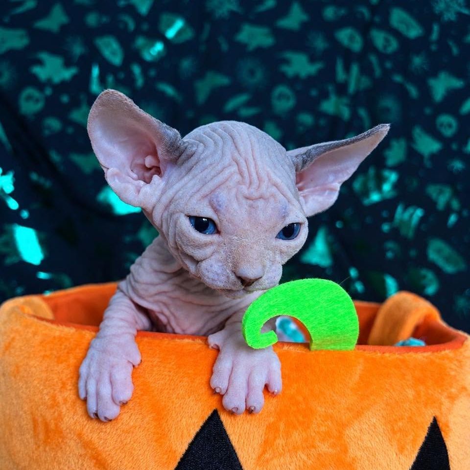 Blue Eyed Sphynx