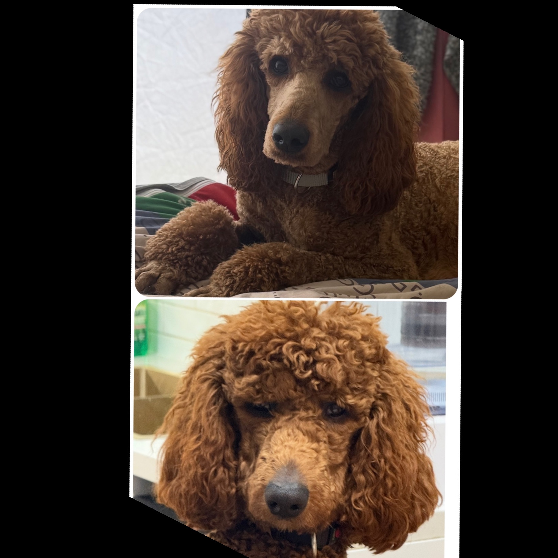Standard Poodle