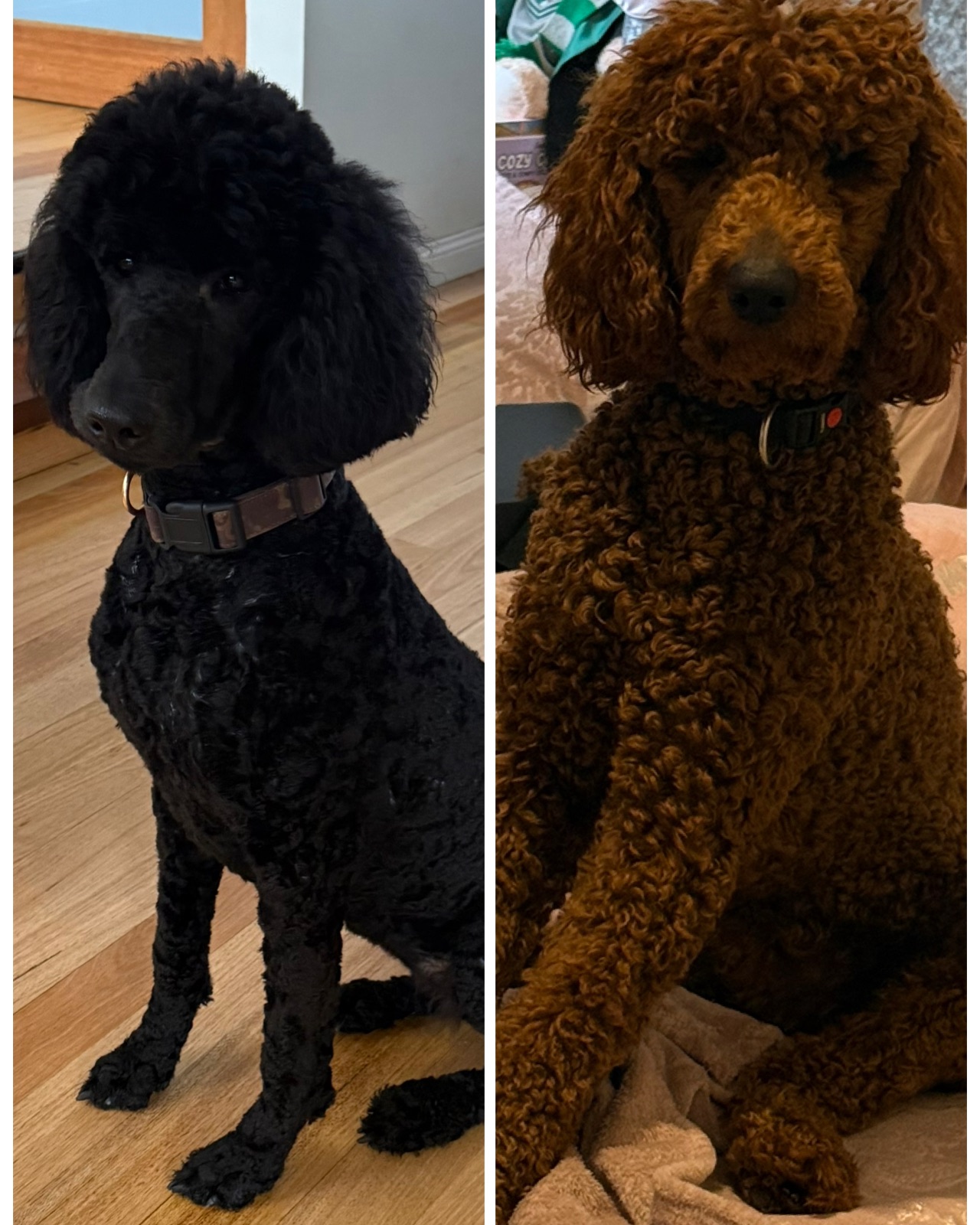 Poodle