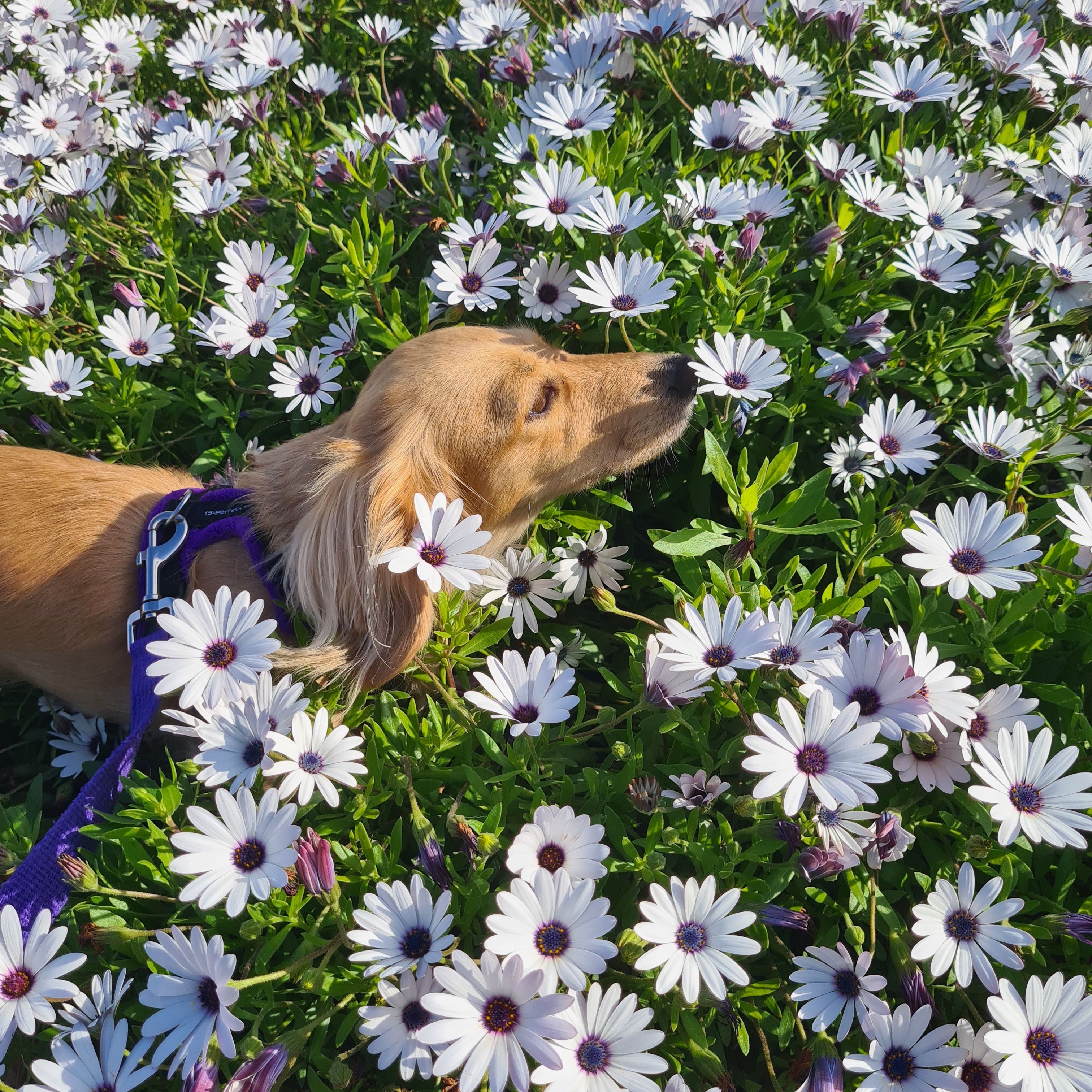 Miniature dachshunds