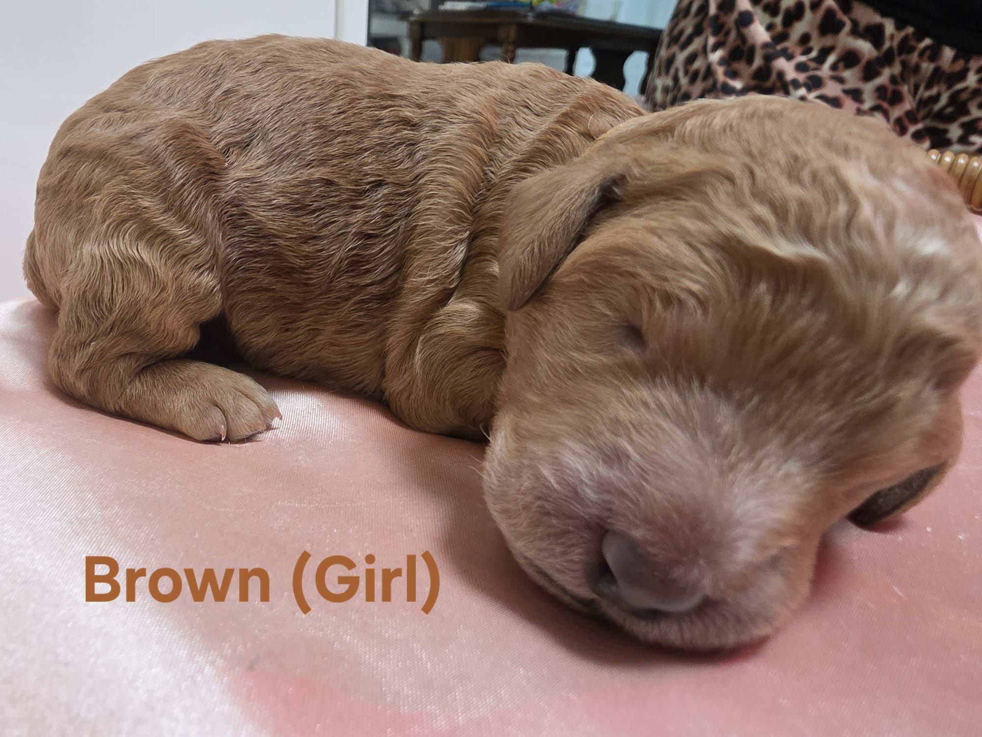 Standard Labradoodle