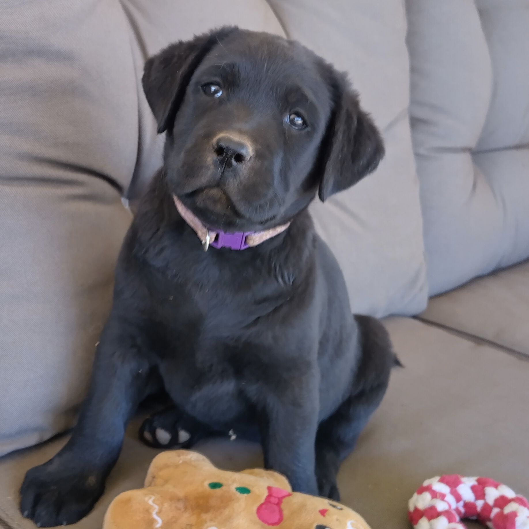 Labrador