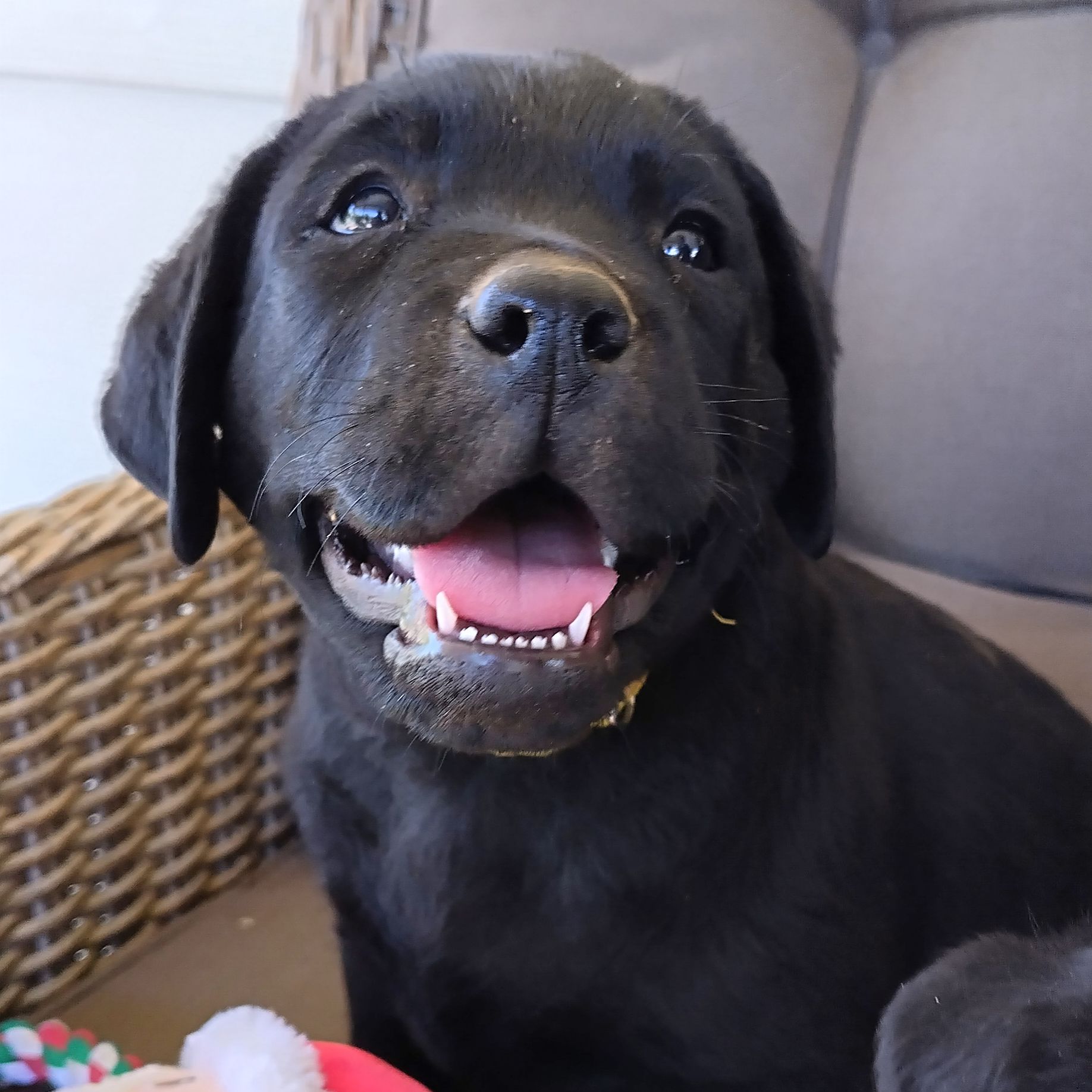 Labrador