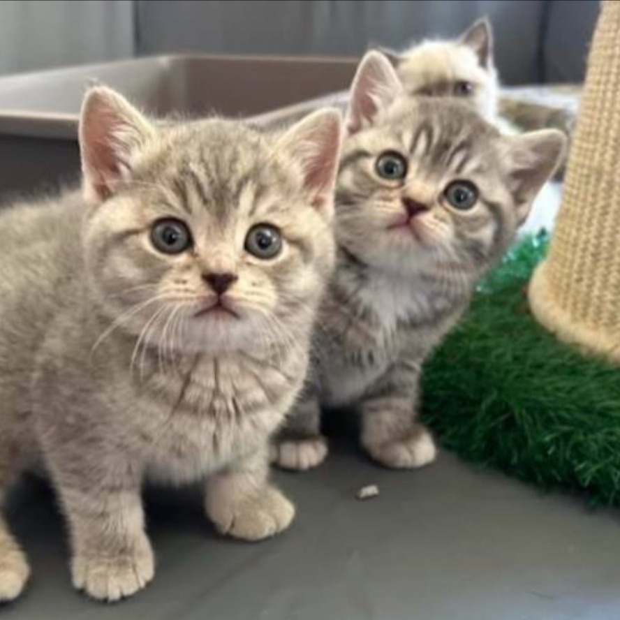 Cattuna British Cattery