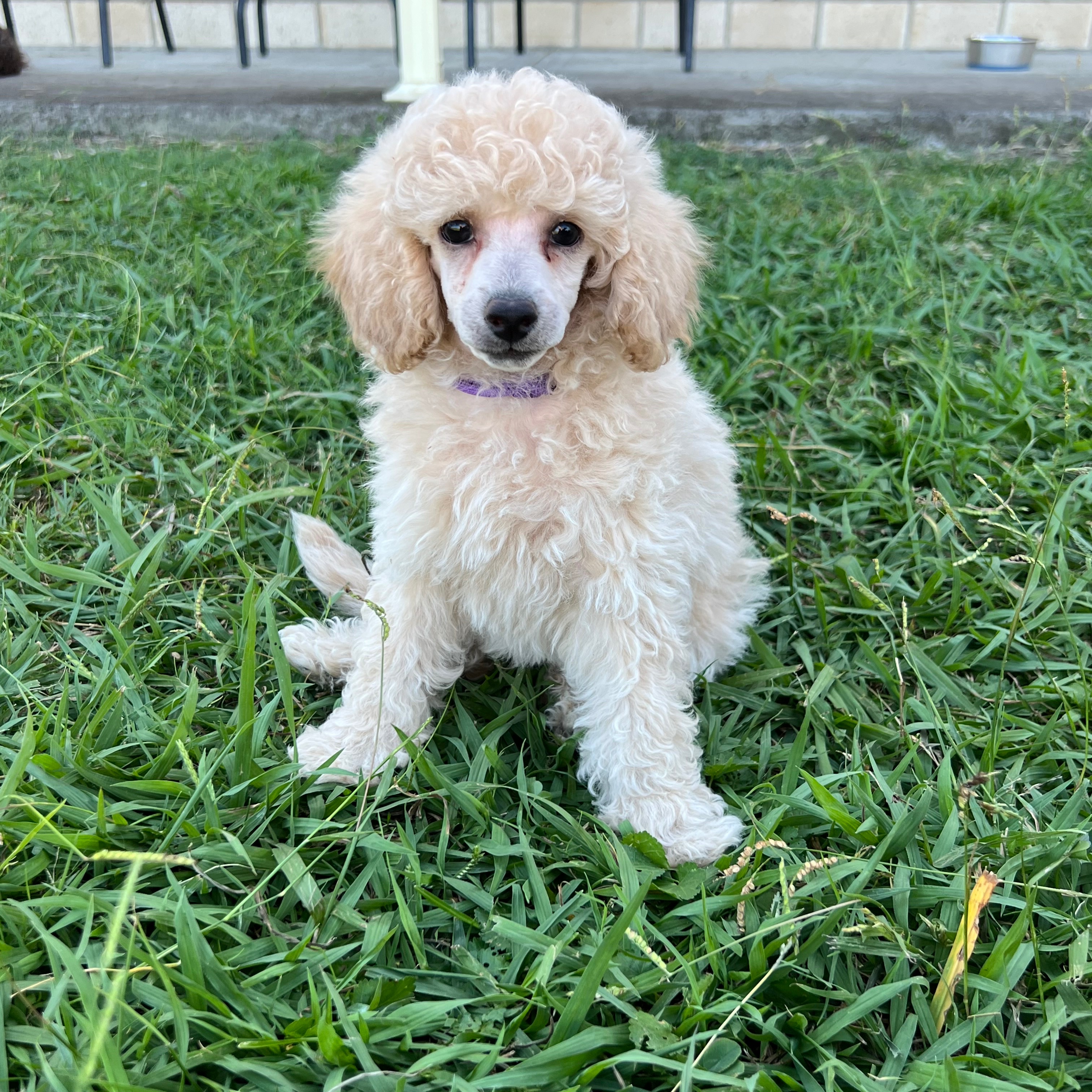 Purebred Toy Poodle Puppy- Transport Anywhere