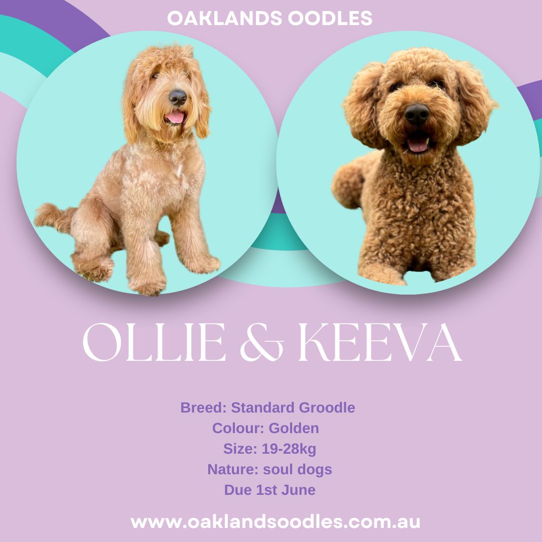 Keeva & Ollie Irish Litter