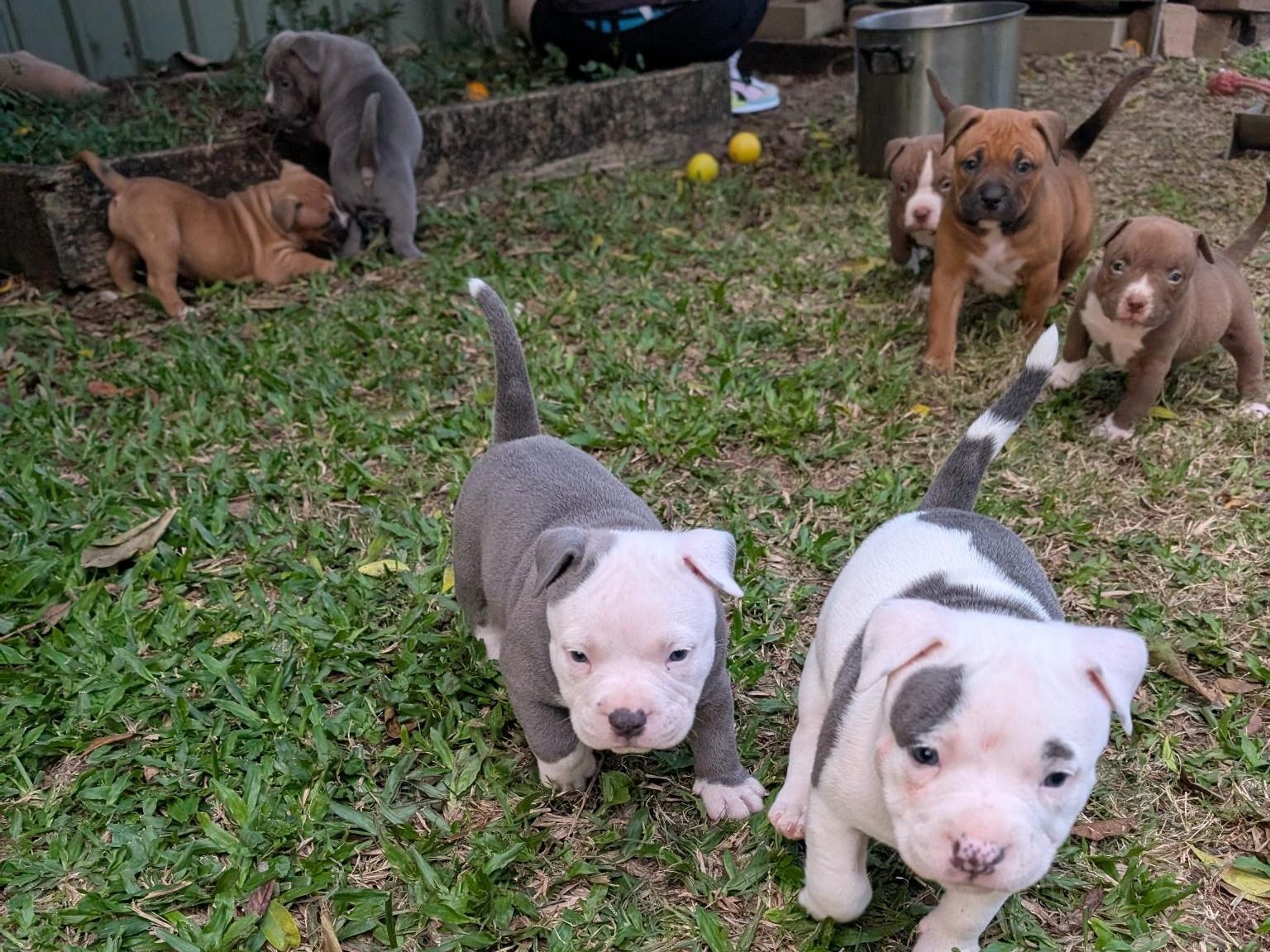 Olde English Bulldogge Puppies