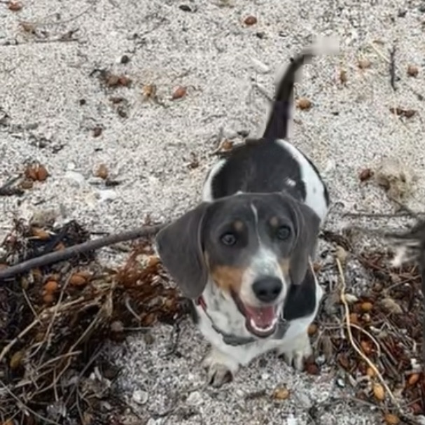 Miniature Dachshund