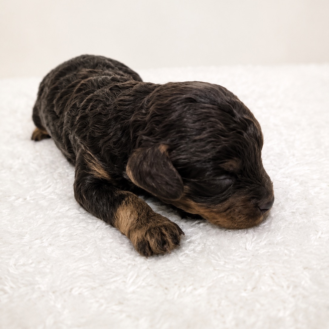 Coco