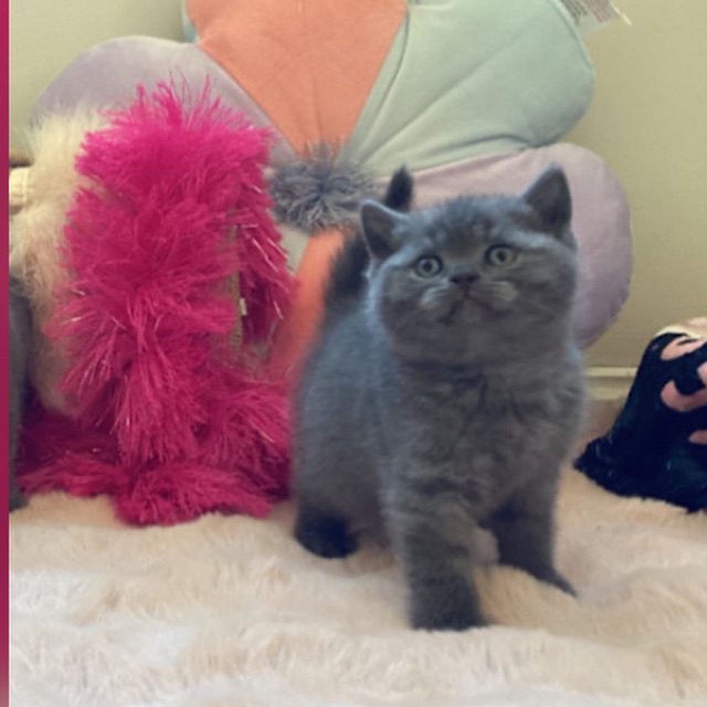 Cattuna British Cattery