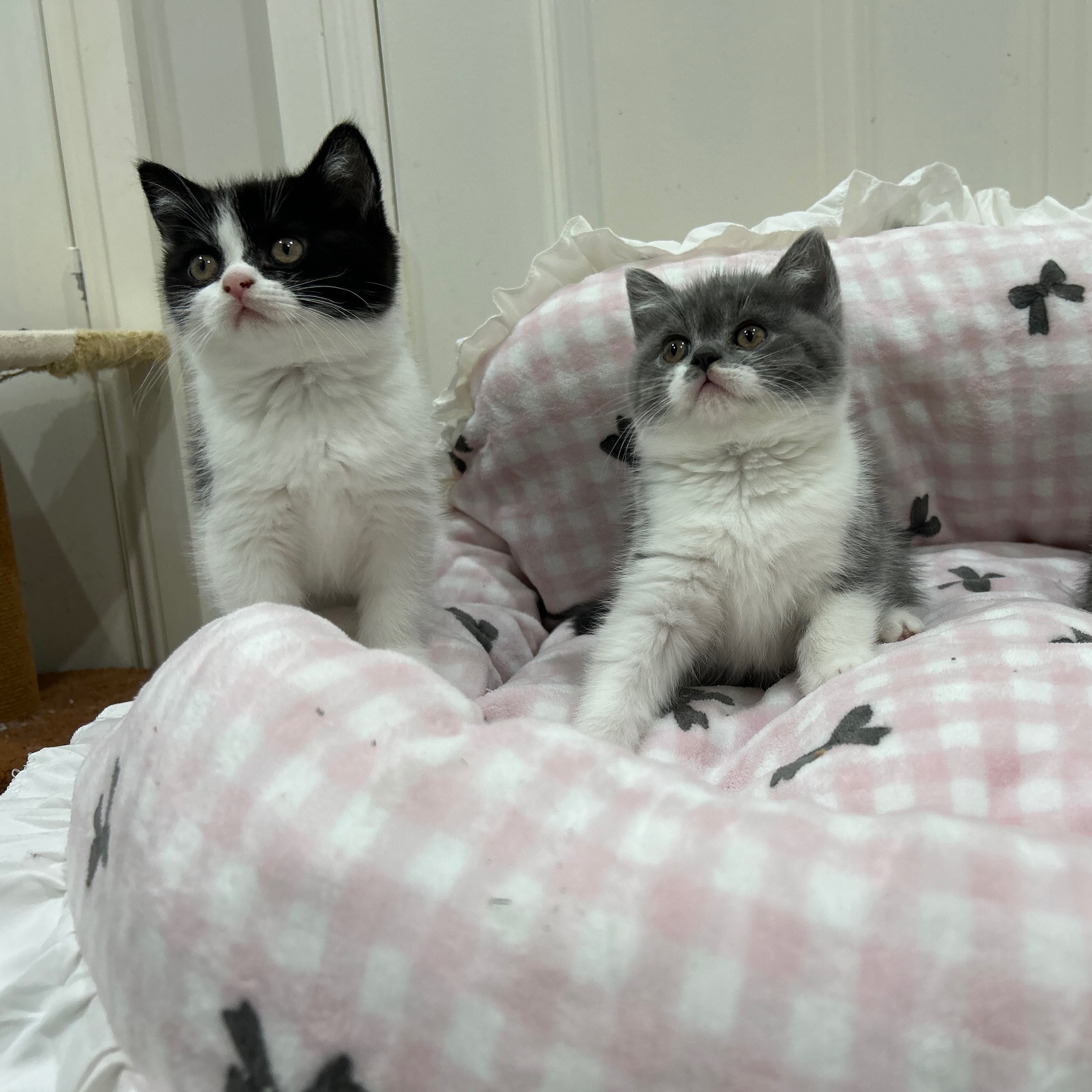 Cattuna Cattery/ Nataline