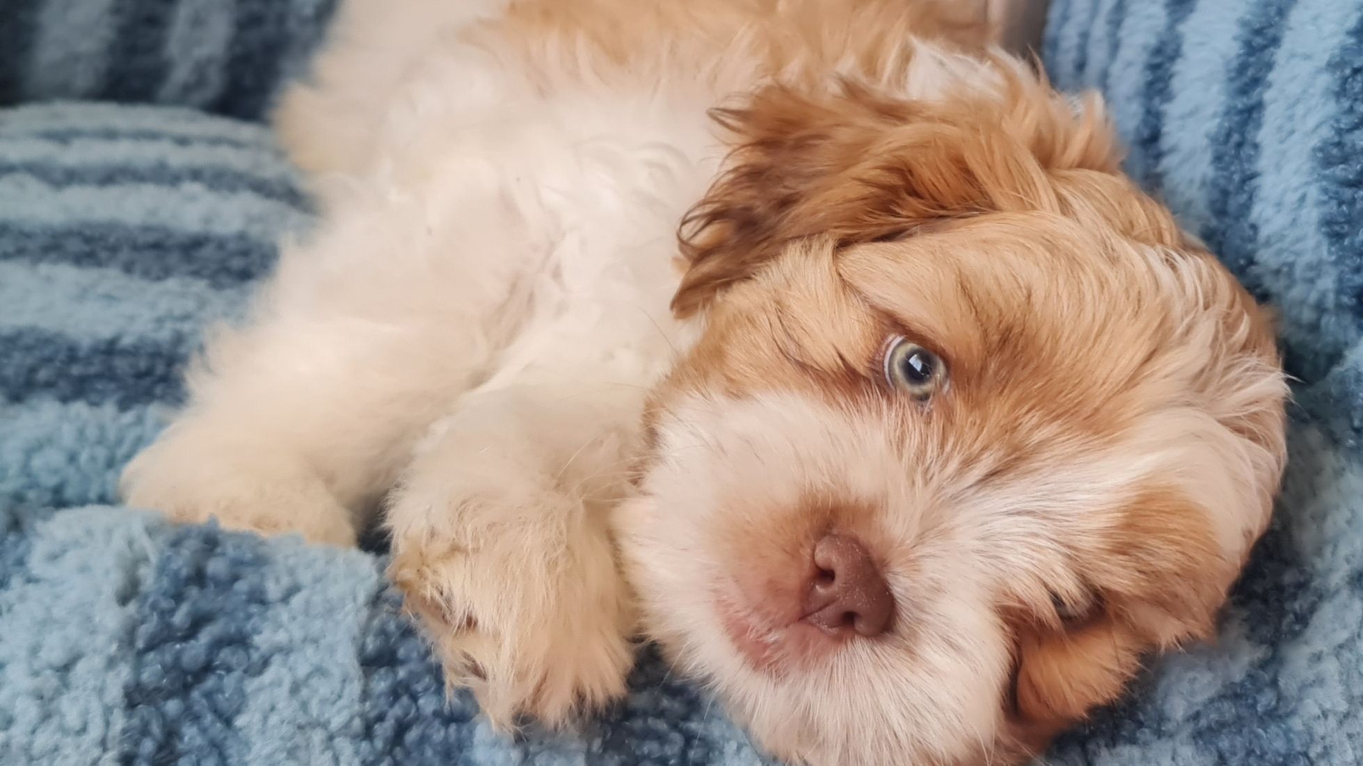 🐾Liver Shih Tzu Puppies Available – Ready Now Second vax done🐾