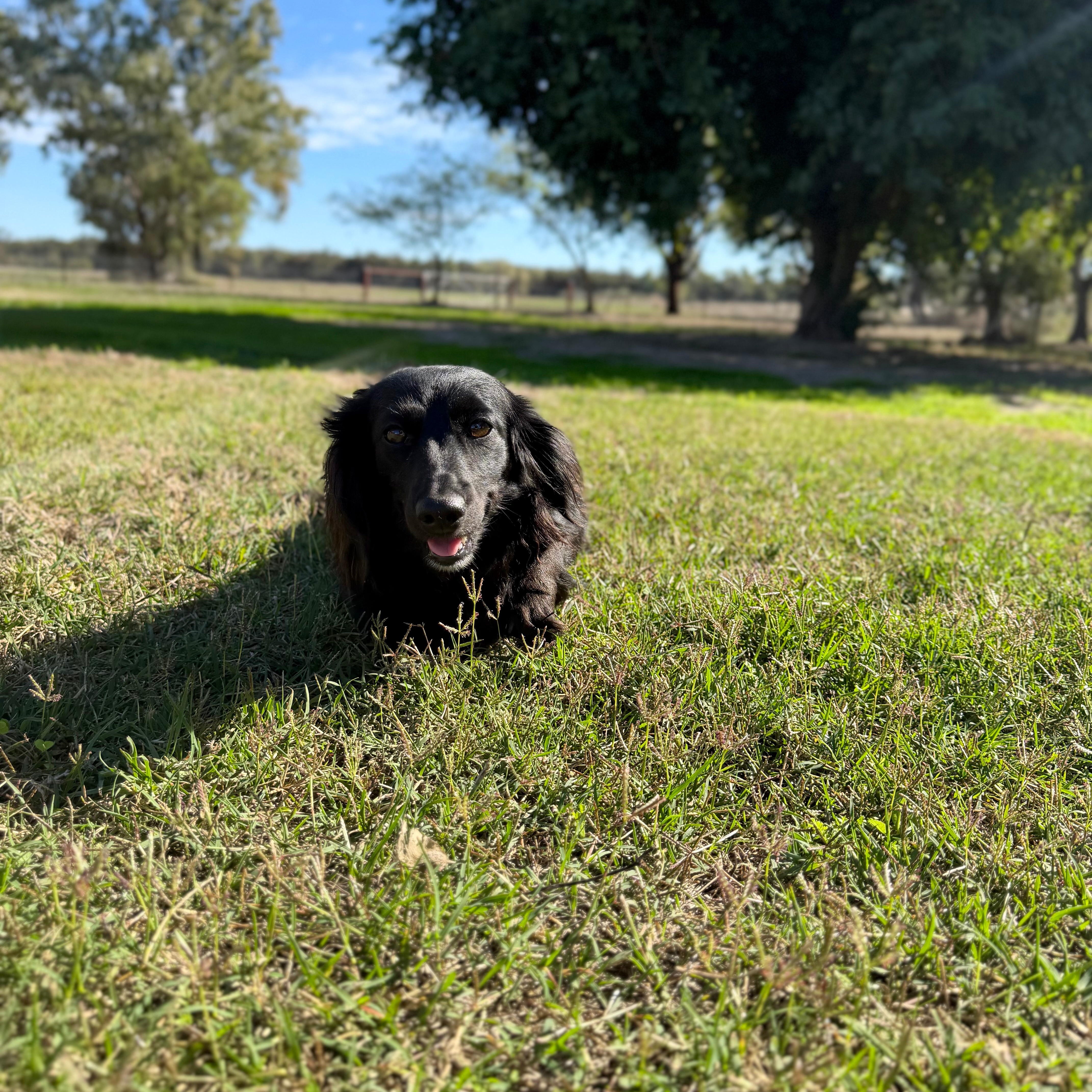 Dachshund