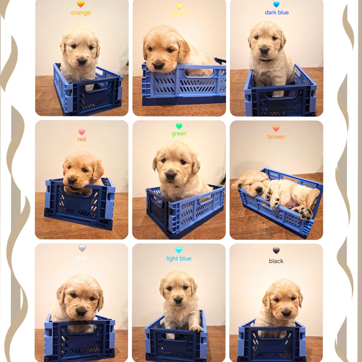 Golden Retriever Puppies