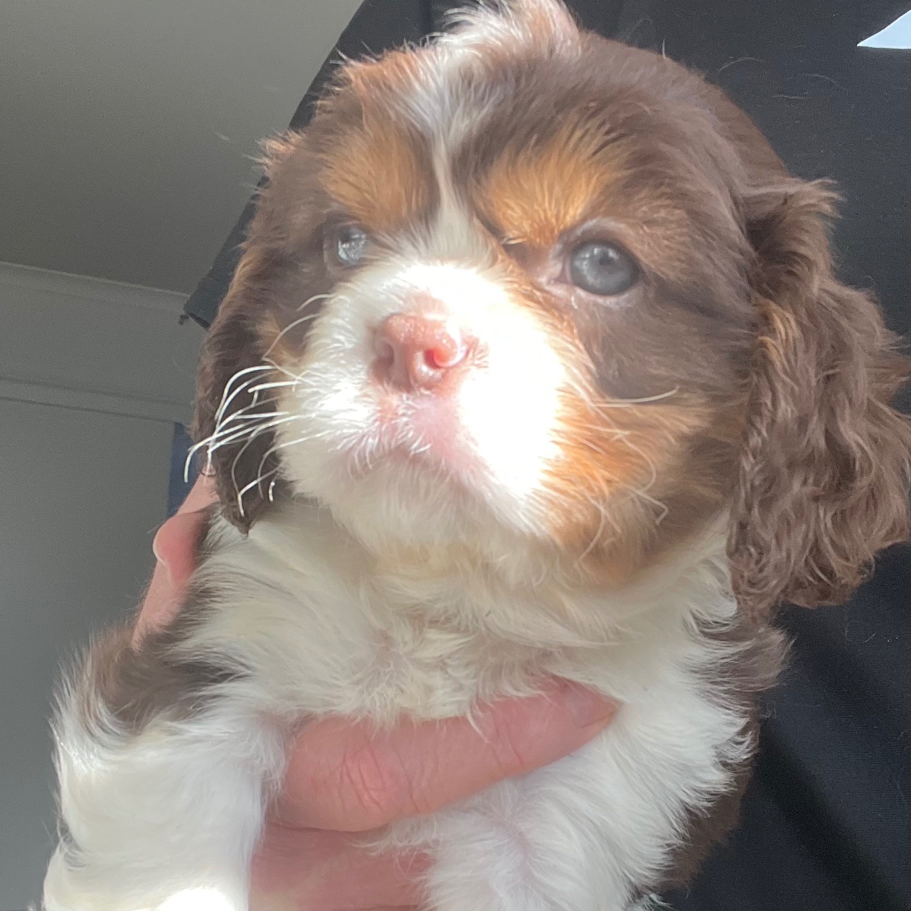 Max