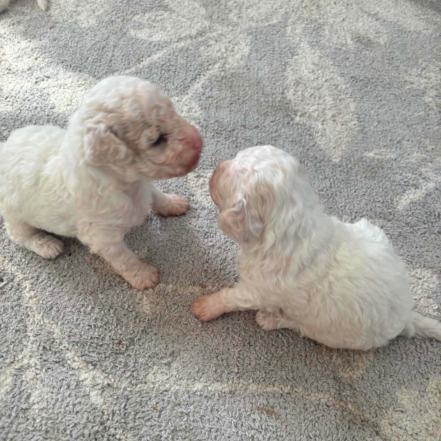 COOPER ON THE LEFT