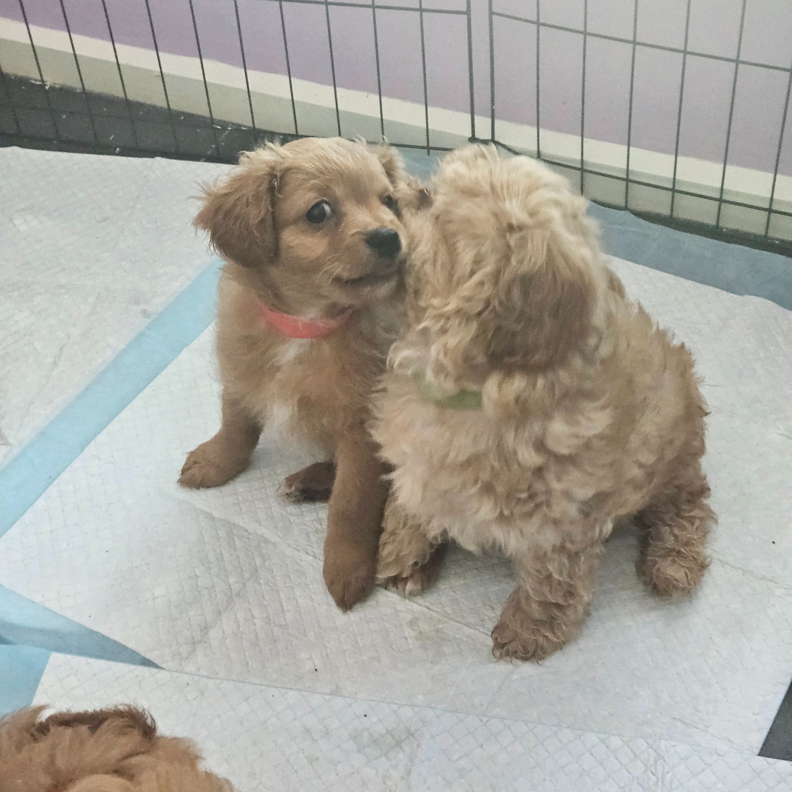 5 Cavapom puppies for sale