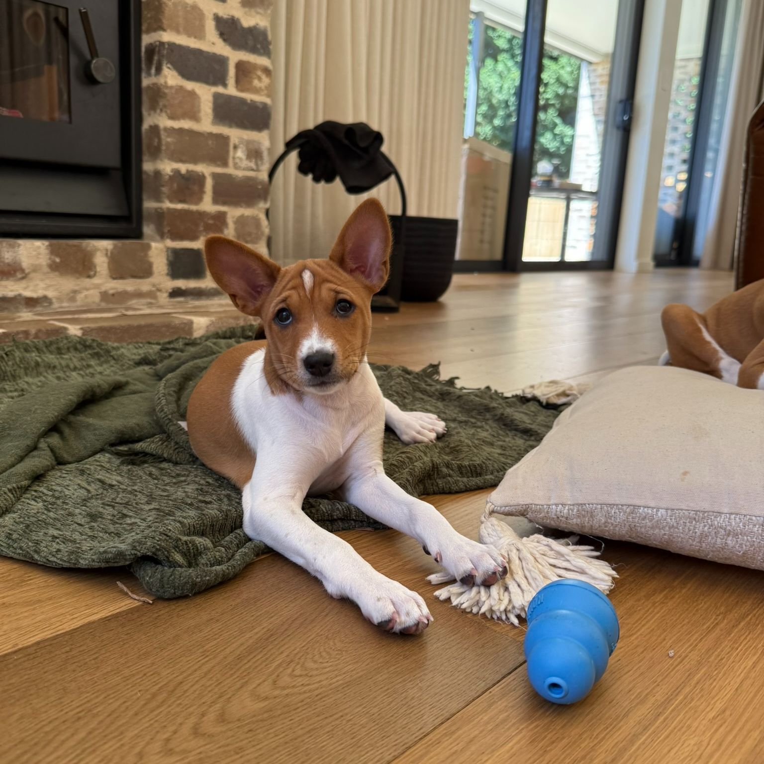 Basenji puppies